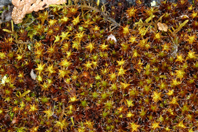 Syntrichia ruralis